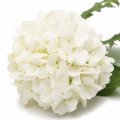 ویبرنوم Viburnum