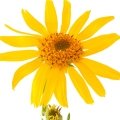 آرنیکا Arnica