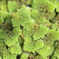 آزولا(سرس آبی)  Azolla (Water Fern)