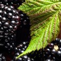 برگ شاه توت Blackberry Leaf