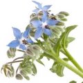 گل گاوزبان Borage