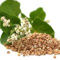 گندم سیاه Buckwheat