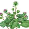 بیدمشک Burdock