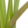 کالاموس Calamus