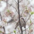 برگ گیلاس Cherry Leaf