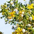 کرئوزوت بوش Creosote Bush