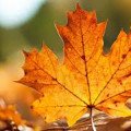  برگ های افتاده خشک شده Dried Fallen Leaves