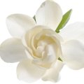 گاردنیا Gardenia