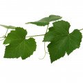 برگ انگور Grape Leaves