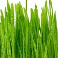 چمن Grass