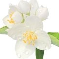  نارنجی مسخره Mock Orange