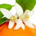 شکوفه نارنگی Tangerine Blossom