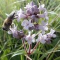 جاتا مانسی یا اسپیکنارد Jatamansi or Spikenard