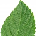 برگ لانتانا Lantana leaf