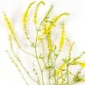 ملیلوت یاشبدر شیرین Melilot or Sweet Clover