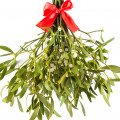 دارواش Mistletoe