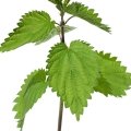  گزنه Nettle