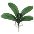 برگ ارکیدهOrchid Leaf