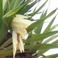 پاندانوس Pandanus