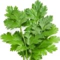 جعفری Parsley