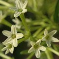 شب شکوفه یاس Night Blooming Jasmine