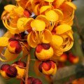 درخت کاسیا پرتقال Orange Cassia Tree