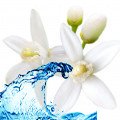 آب گل پرتقال Orange Flower Water