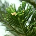 آراو کاریاAraucaria