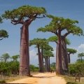 بائوبابBaobab