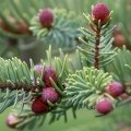 صنوبر سیاه Black Spruce