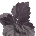 پاتچولی تیره Dark Patchouli