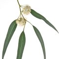 اکالیپتوسEucalyptus