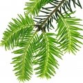 صنوبرSpruce