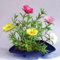 خرفه یاخروس Portulaca or Pigweed