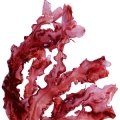 جلبک قرمزRed Algae