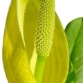 کلم اسکانک Skunk Cabbage