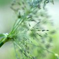 چمن شیرین Sweet Grass