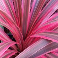 تی لیف (کوردیلین) Ti Leaf (Cordyline)