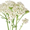 بومادرانYarrow