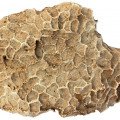 سنک آهک مرجانیCoral Limestone