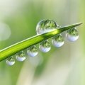 قطره شبنمDew Drop